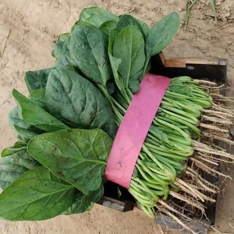 精品菠菜大叶菠菜，新鲜采摘，质量保证一手货源量大优惠
