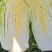 白菜