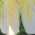 白菜