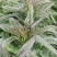 山东临沂红莴笋一手货源品质保障量大优惠来电咨询
