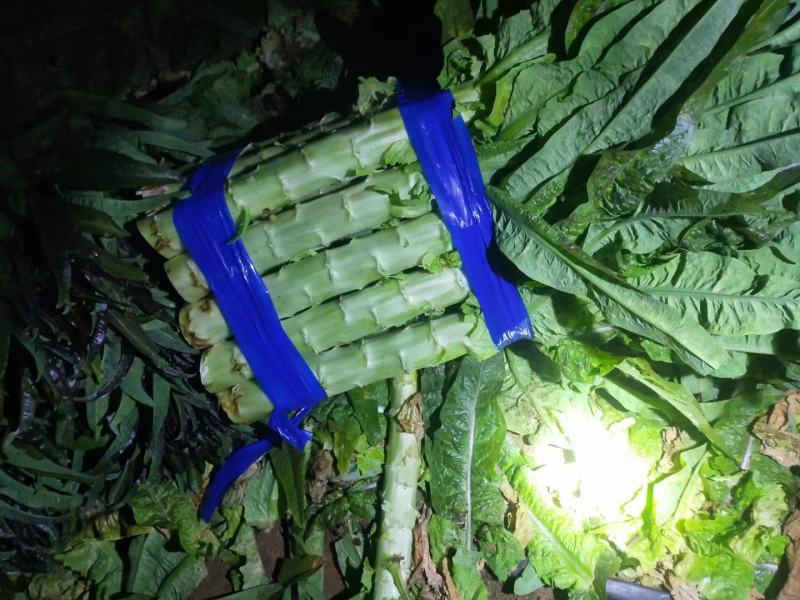 山东临沂红莴笋一手货源品质保障量大优惠来电咨询