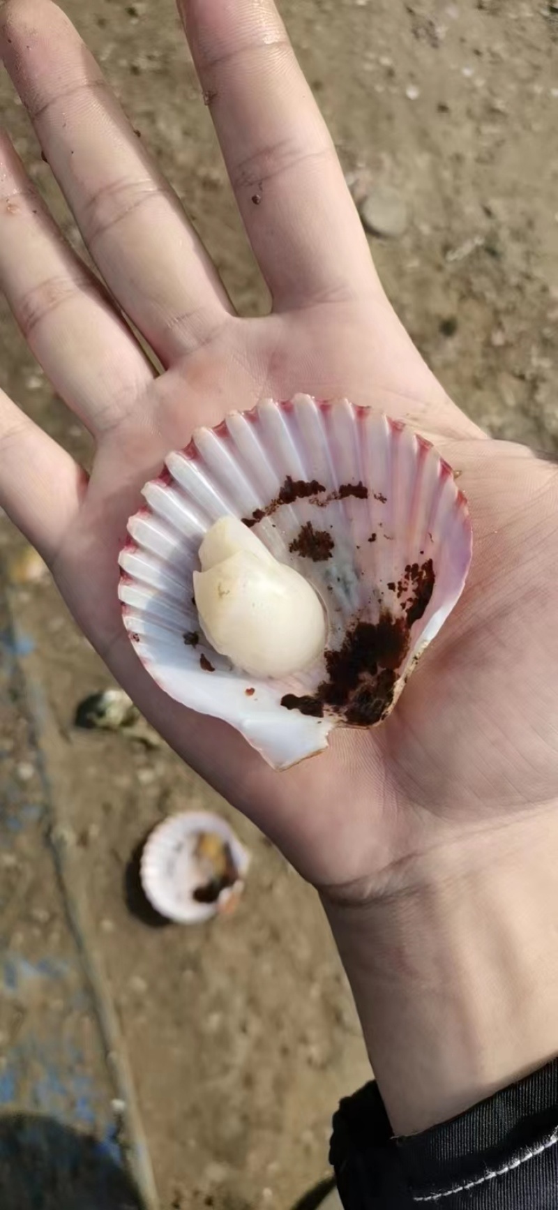 精品港湾贝小红贝一手货源产地直供欢迎各位老板前来咨询