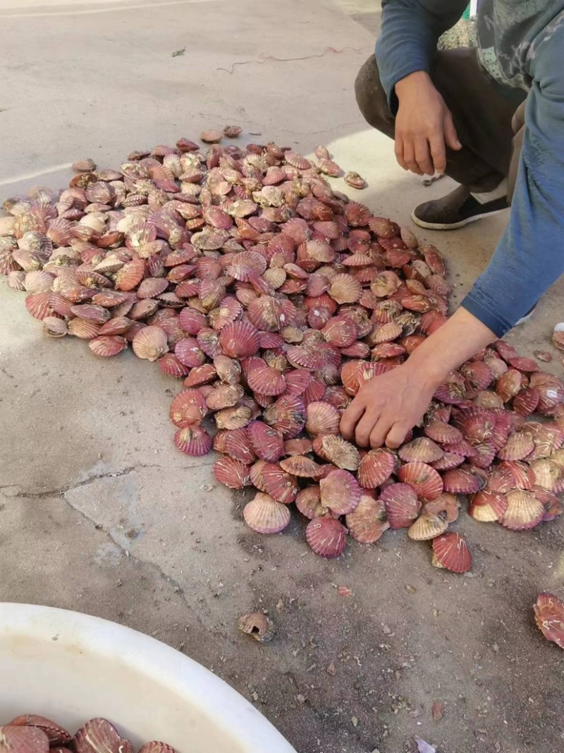 精品港湾贝小红贝一手货源产地直供欢迎各位老板前来咨询