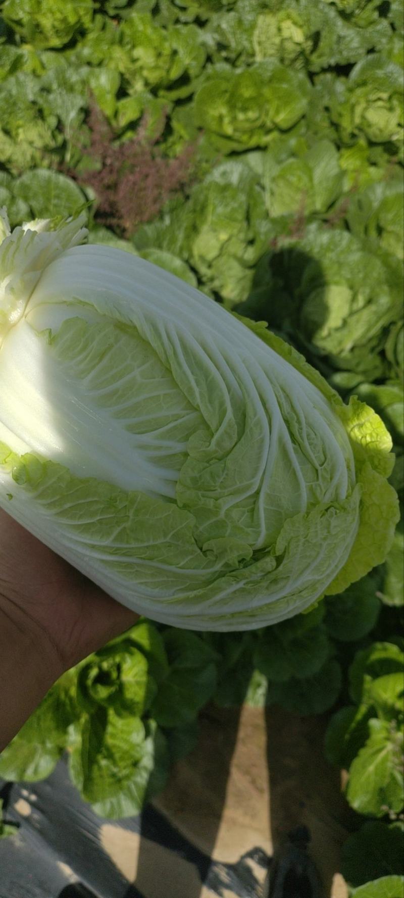 精品娃娃菜大量有货，产地落价