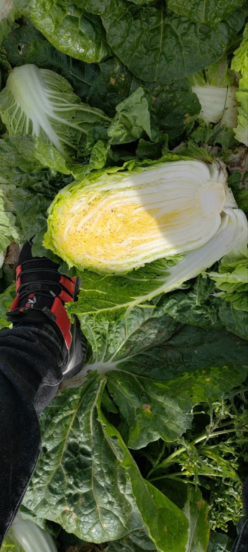 精品娃娃菜大量有货，产地落价