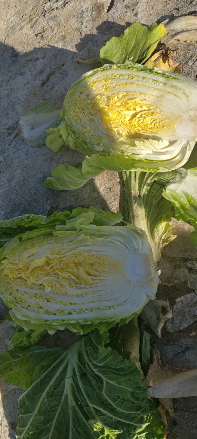 精品娃娃菜大量有货，产地落价
