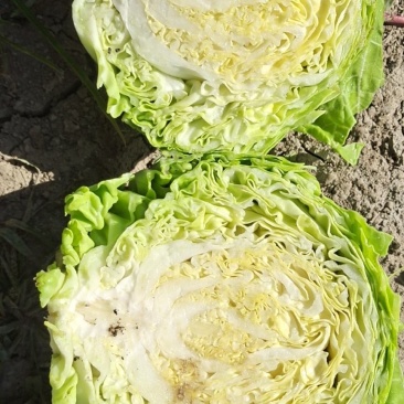 邯郸本地韩绿甘蓝大量上市中！！