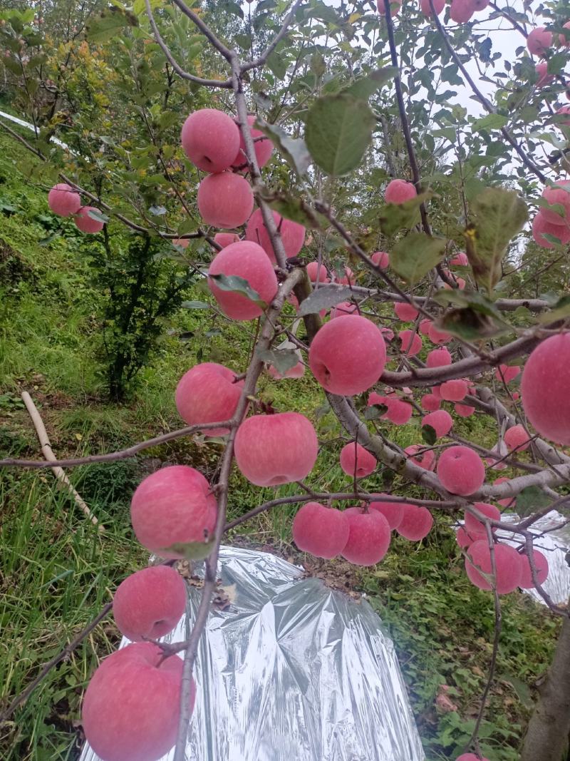 陕西高山红富士苹果