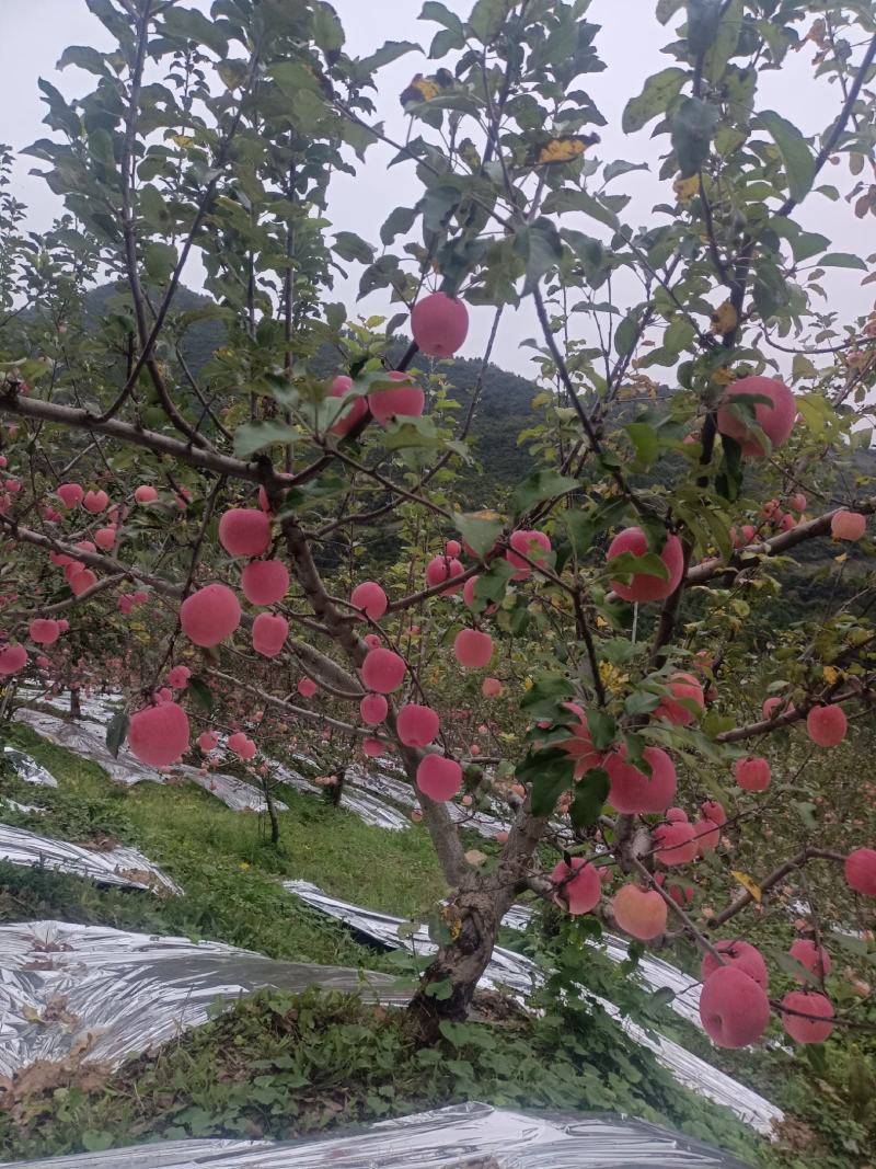 陕西高山红富士苹果