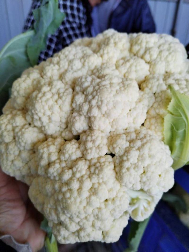 砀山精品有机花菜，青梗白面，小米粒，货源充足，产地直发。