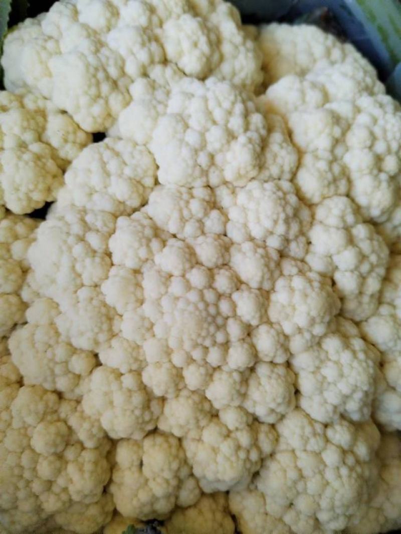 砀山精品有机花菜，青梗白面，小米粒，货源充足，产地直发。