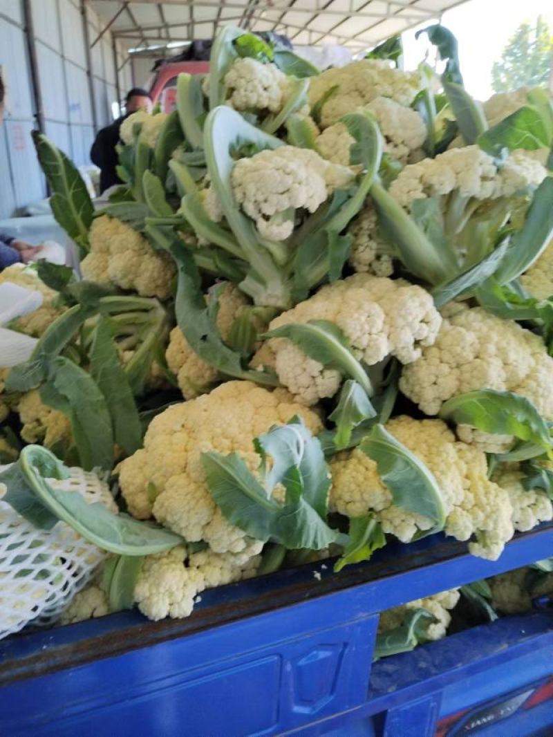 砀山精品有机花菜，青梗白面，小米粒，货源充足，产地直发。
