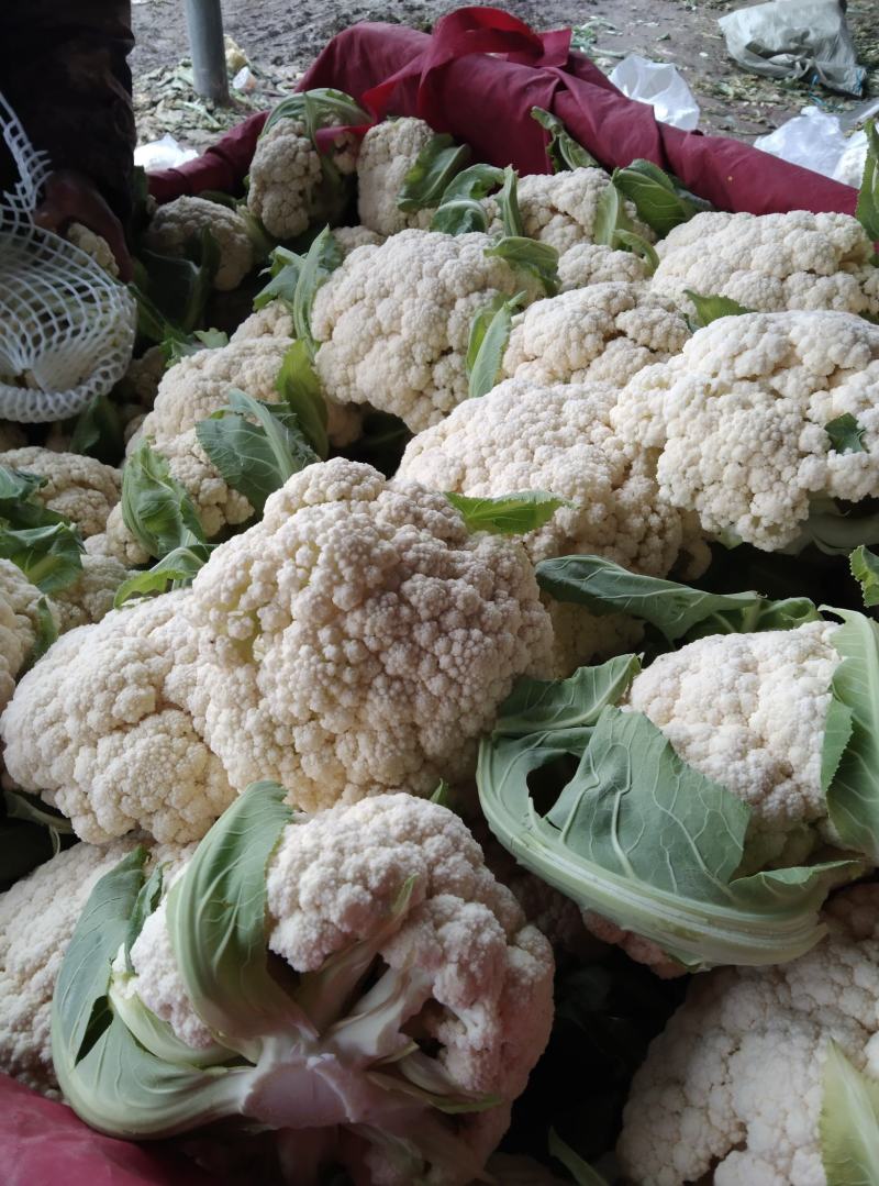 砀山精品有机花菜，青梗白面，小米粒，货源充足，产地直发。
