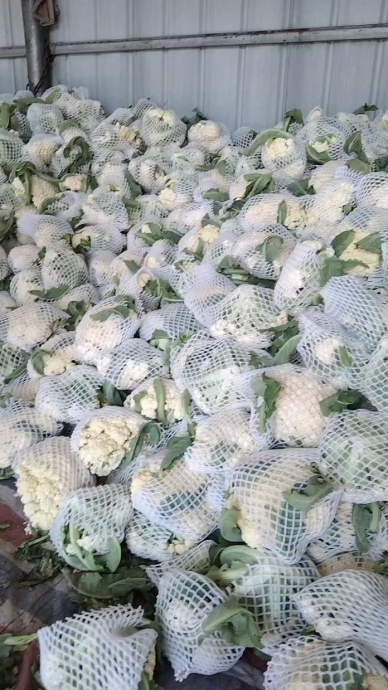 砀山精品有机花菜，青梗白面，小米粒，货源充足，产地直发。