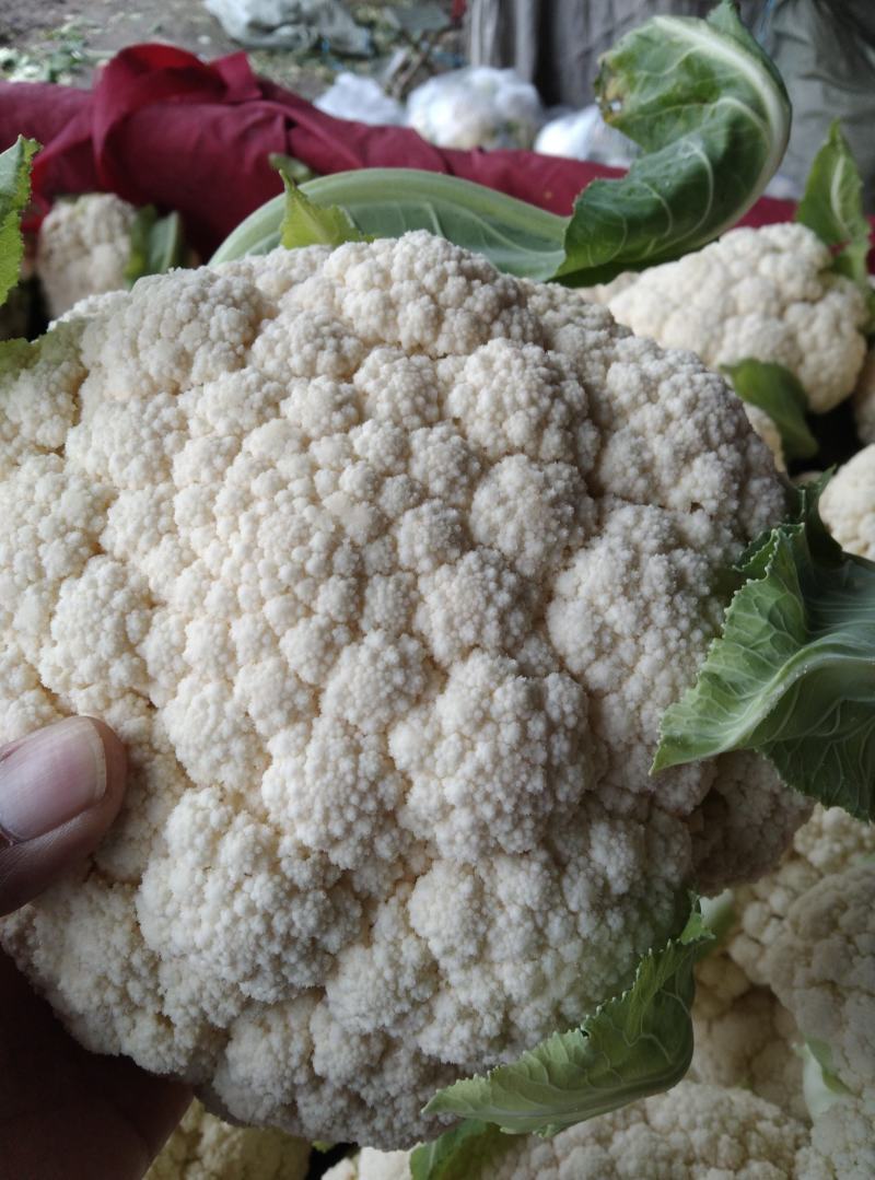 砀山精品有机花菜，青梗白面，小米粒，货源充足，产地直发。