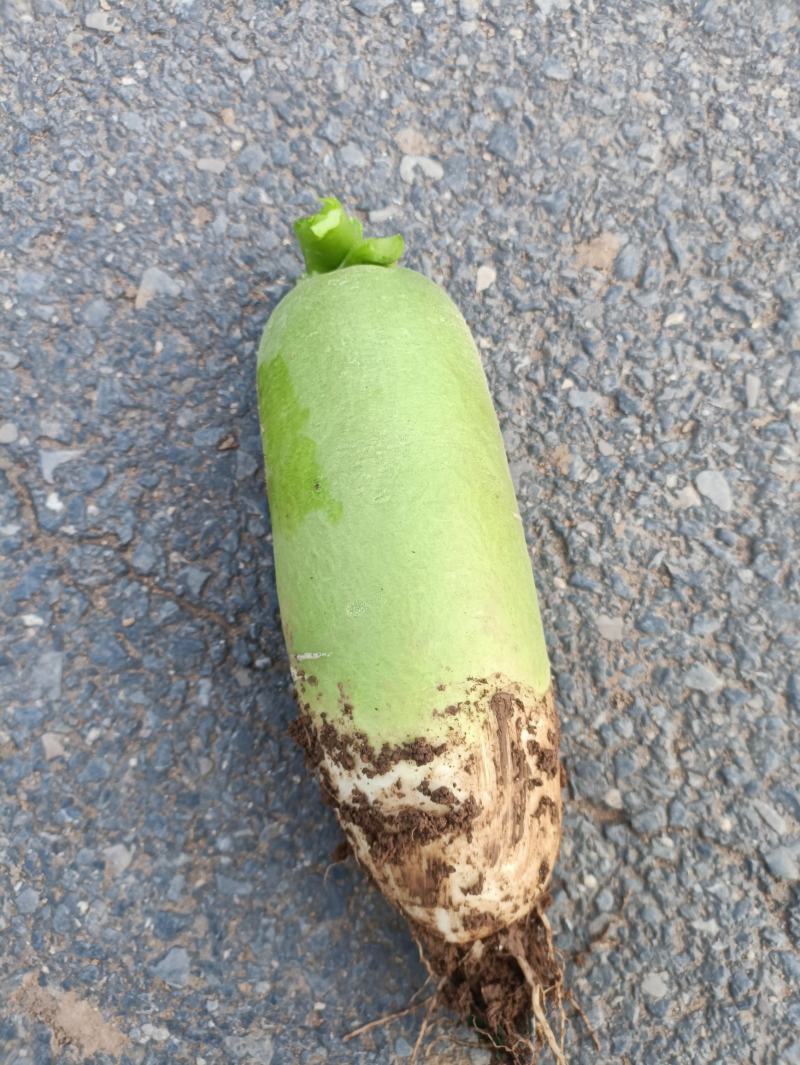青萝卜