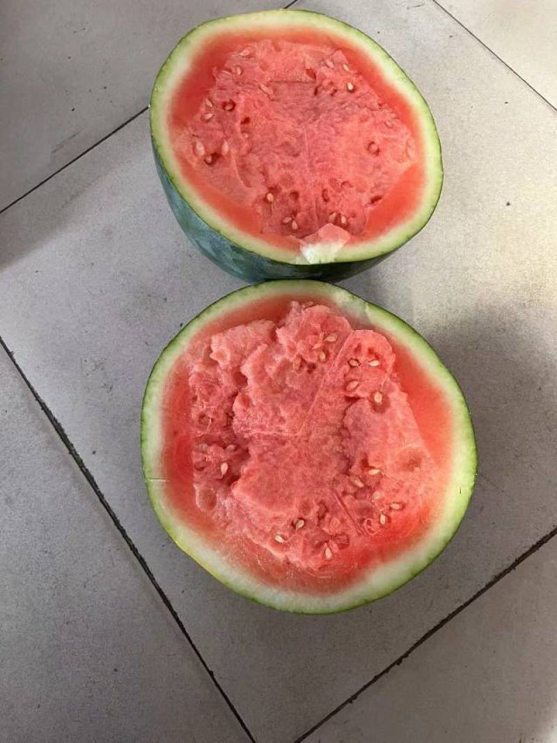 西瓜无籽西瓜大量供应皮薄耐运输大红瓤一手货源