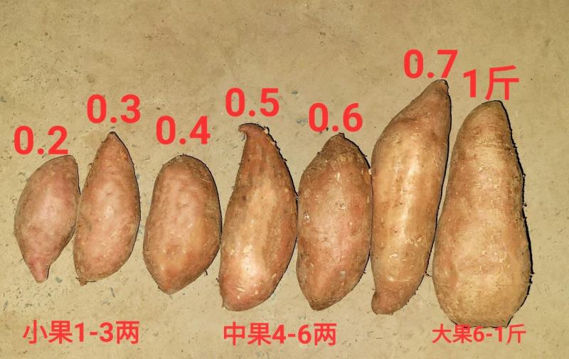 2022现挖新鲜红薯蜜薯板栗薯烤薯地瓜番薯西瓜红紫薯大量