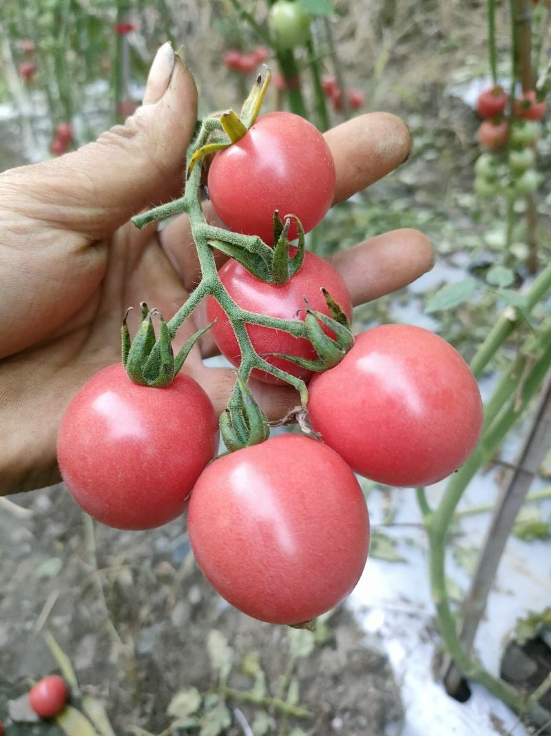 圣女果，粉果小番茄，纯甜，大量上市