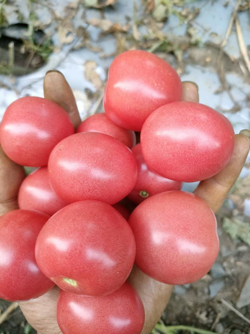 圣女果，粉果小番茄，纯甜，大量上市