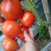 山东大棚西红柿大量上市了，质量保证，货源充足。