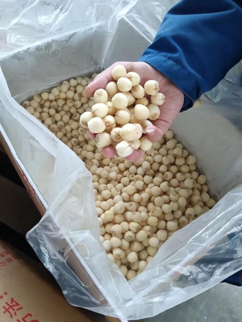 一年四季出售江西去皮去心的新鲜莲子，味道鲜甜、儒，糯。