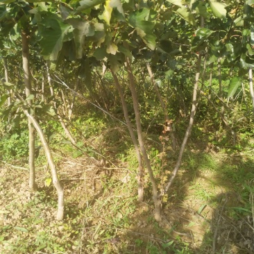 山西绛县优质苗木基地实生山楂苗，嫁接山楂苗，品种大金星
