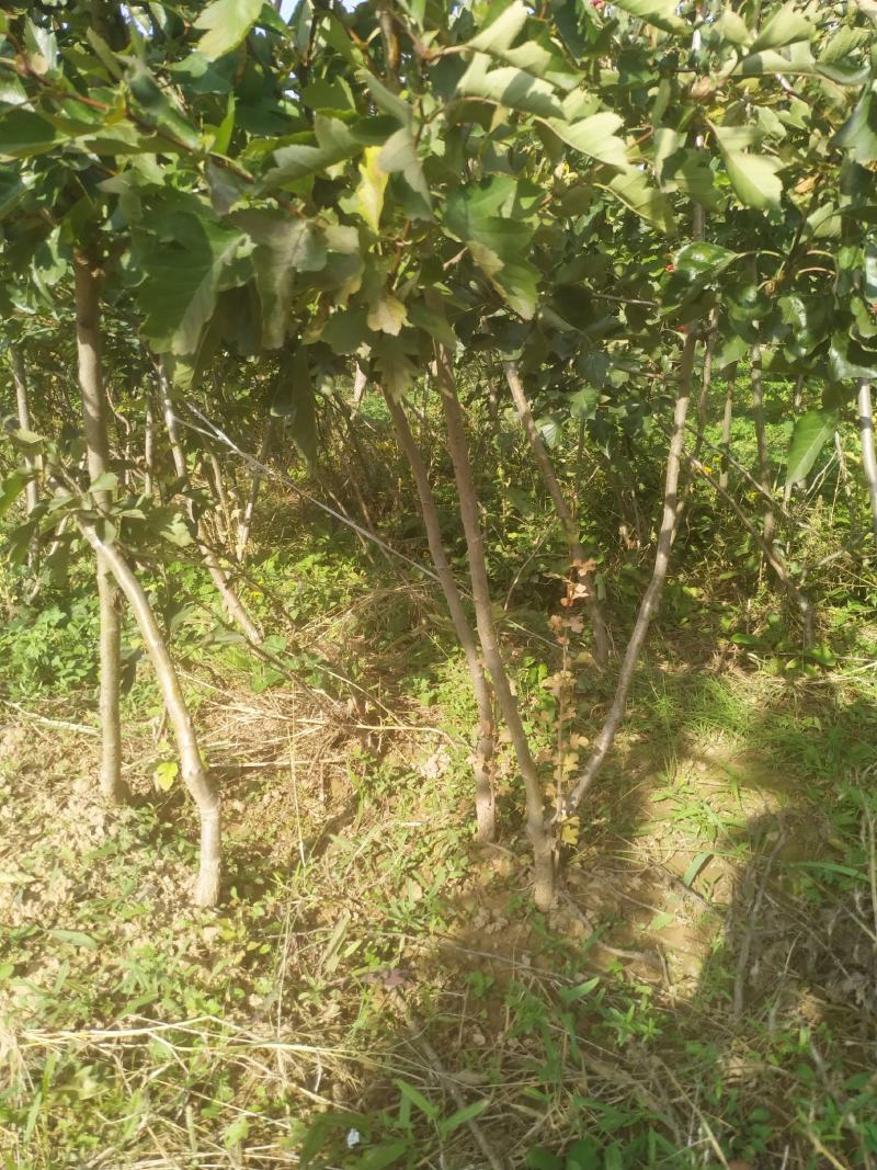 山西绛县优质苗木基地实生山楂苗，嫁接山楂苗，品种大金星