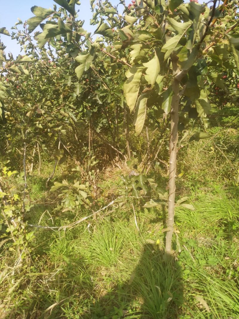 山西绛县优质苗木基地实生山楂苗，嫁接山楂苗，品种大金星