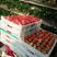 【草莓】丹东精品红颜草莓产地供货现摘现发欢迎采购