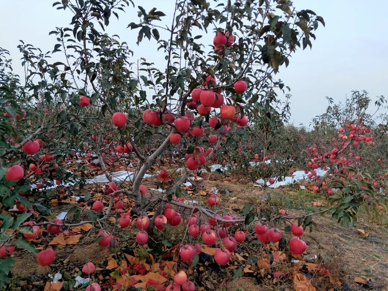 【精品】辽宁绥中寒富苹果产地直发品质保证可实地考察