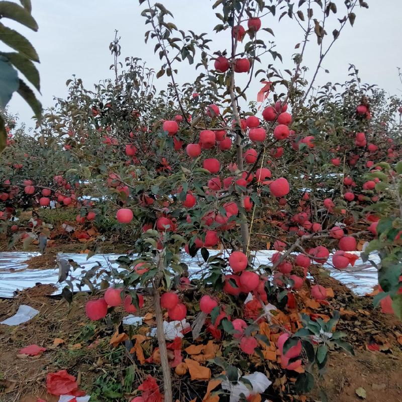 【精品】辽宁绥中寒富苹果产地直发品质保证可实地考察