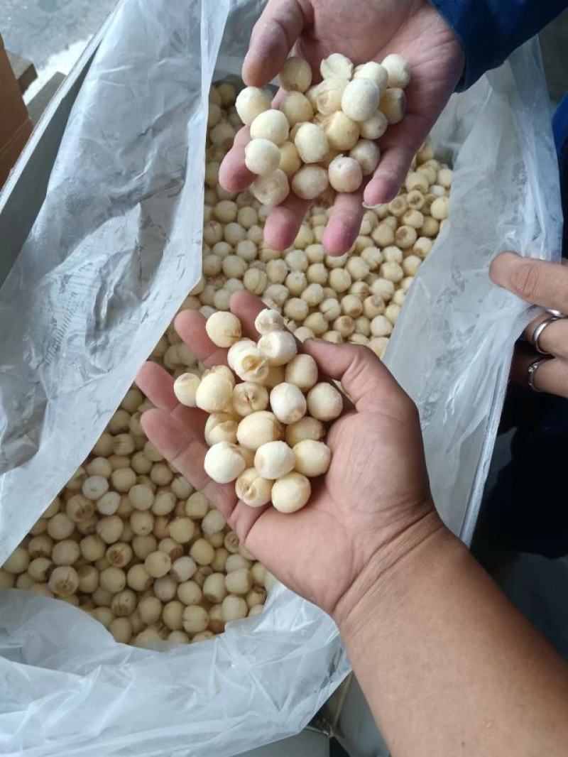 一年四季出售江西去皮去心的新鲜莲子，味道鲜甜、儒，糯。