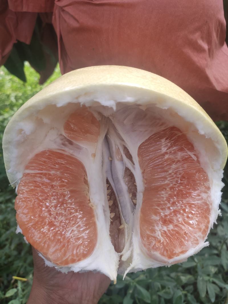 万亩基地四川黄金柚橙黄柚上市了，味道超甜，皮皮超薄