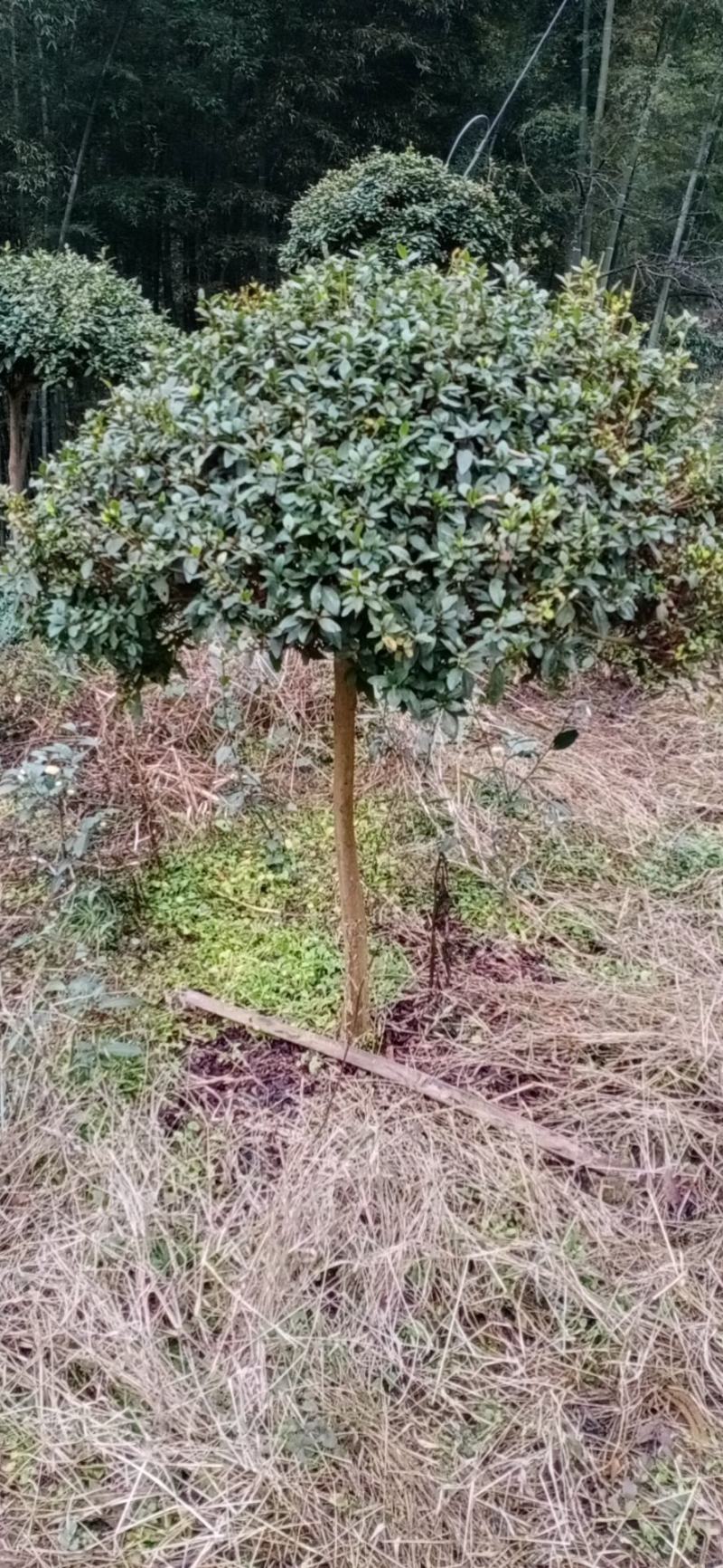 杜鹃，老杜鹃，高杆，杜鹃，四川宜宾茶花种植基地，蜀兴苗木