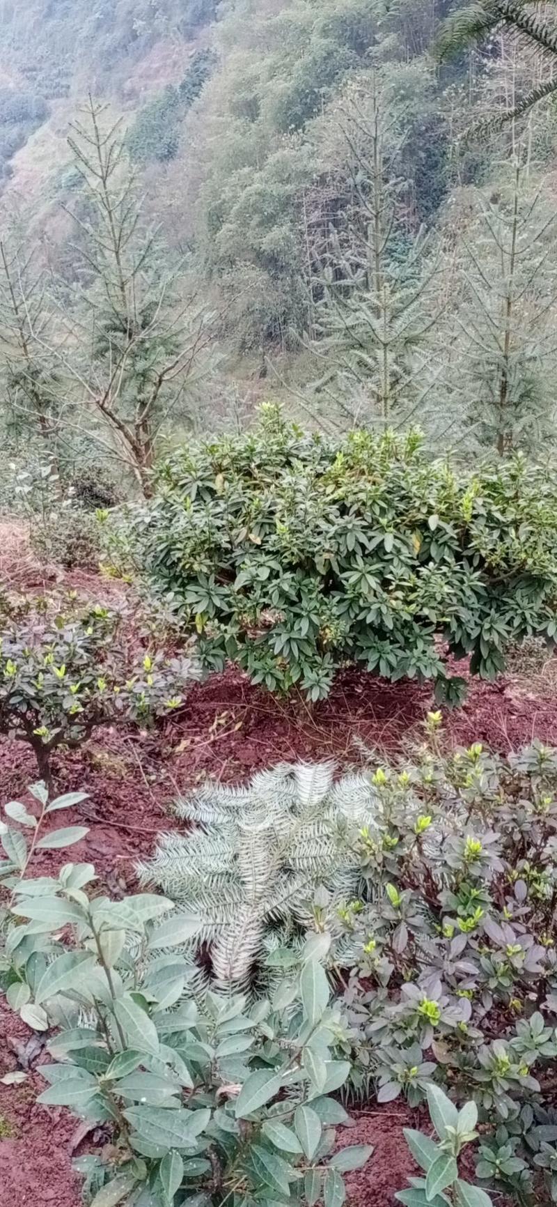 杜鹃，老杜鹃，高杆，杜鹃，四川宜宾茶花种植基地，蜀兴苗木