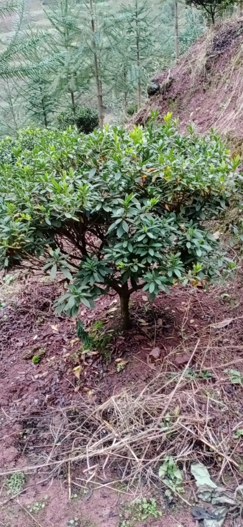 杜鹃，老杜鹃，高杆，杜鹃，四川宜宾茶花种植基地，蜀兴苗木