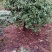 杜鹃，老杜鹃，高杆，杜鹃，四川宜宾茶花种植基地，蜀兴苗木