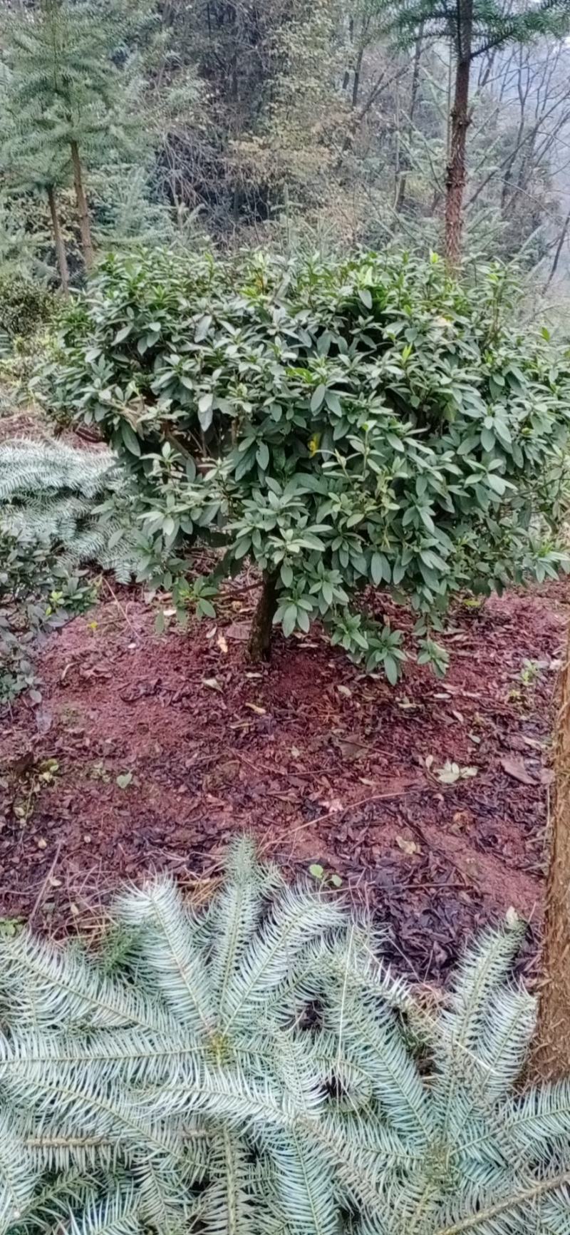 杜鹃，老杜鹃，高杆，杜鹃，四川宜宾茶花种植基地，蜀兴苗木