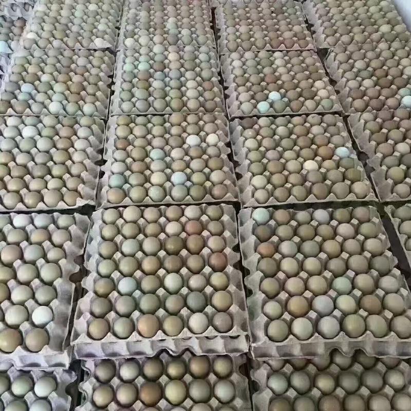 七彩野鸡蛋，山鸡蛋