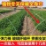 【推荐】周口西华县弹力棒玻璃纤维杆弓子一次投入长期用