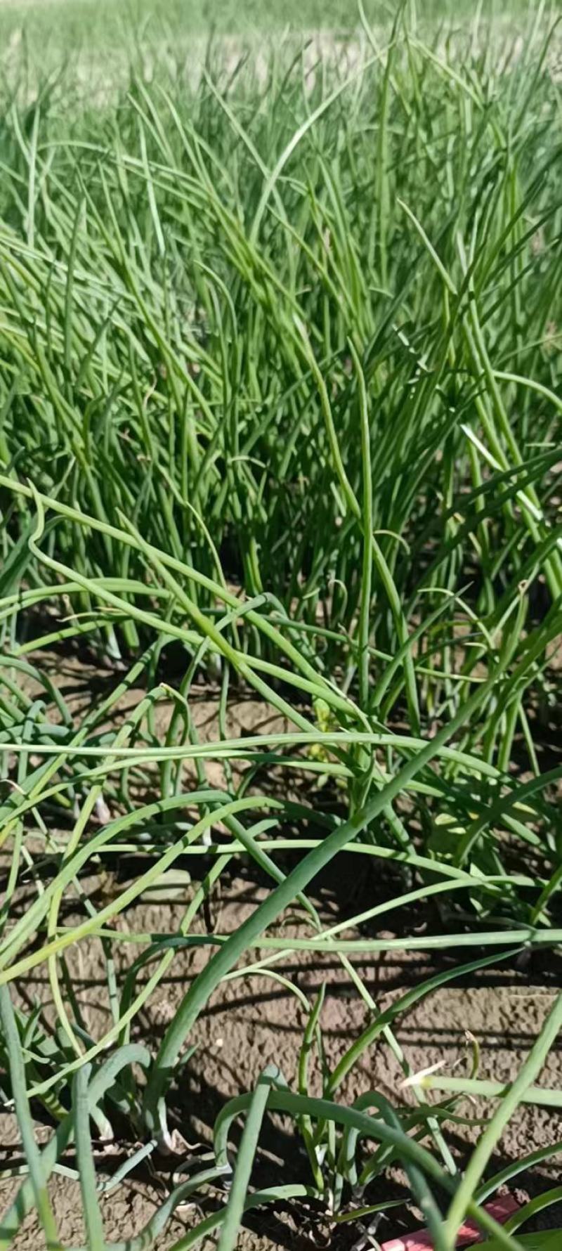 丰县基地洋葱苗大量供应，基地种植，质量保证包成活率包回收