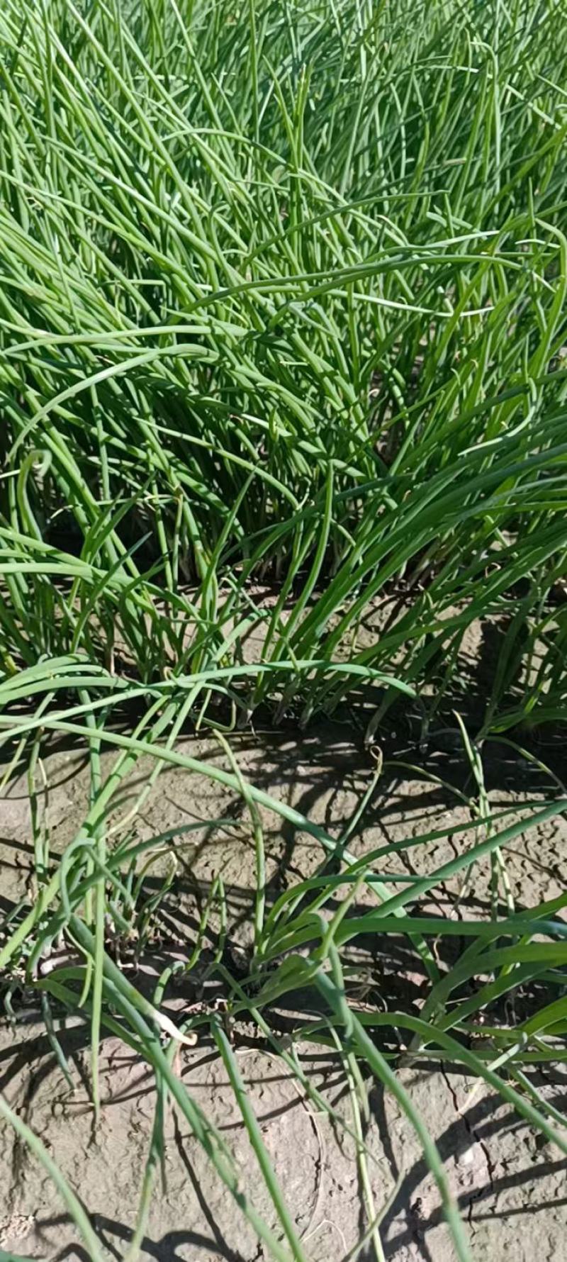 丰县基地洋葱苗大量供应，基地种植，质量保证包成活率包回收