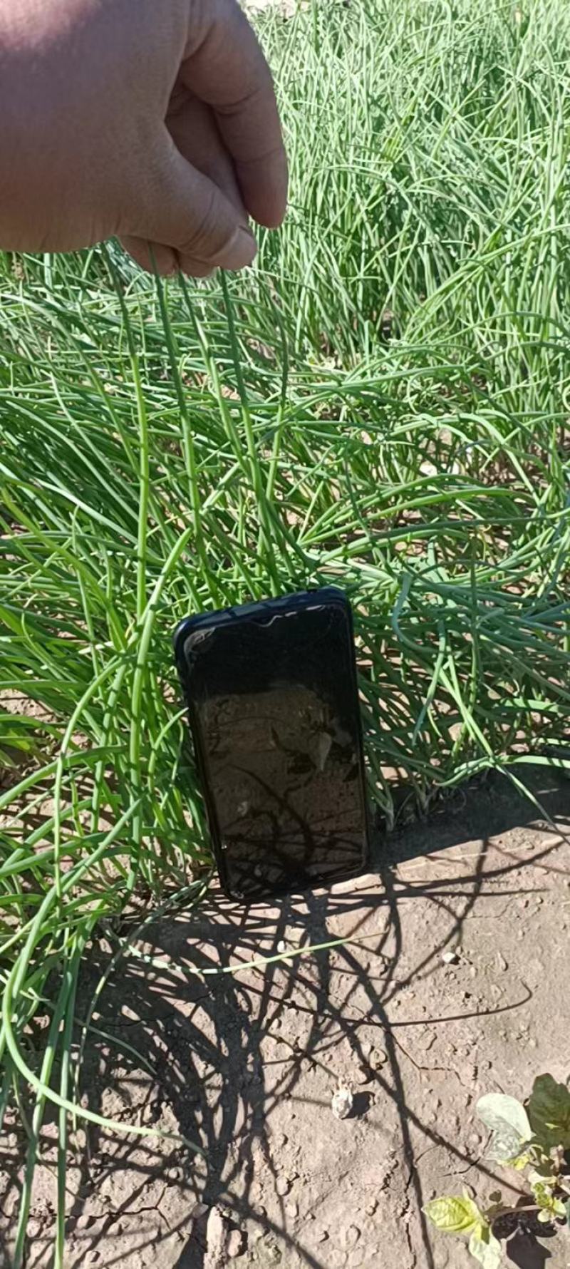 丰县基地洋葱苗大量供应，基地种植，质量保证包成活率包回收