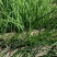 丰县基地洋葱苗大量上市，进口种子质量保证，果型好包成活率