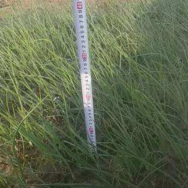 丰县基地洋葱苗大量上市，进口种子质量保证，果型好包成活率
