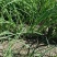 丰县基地洋葱苗大量上市，进口种子质量保证，果型好包成活率