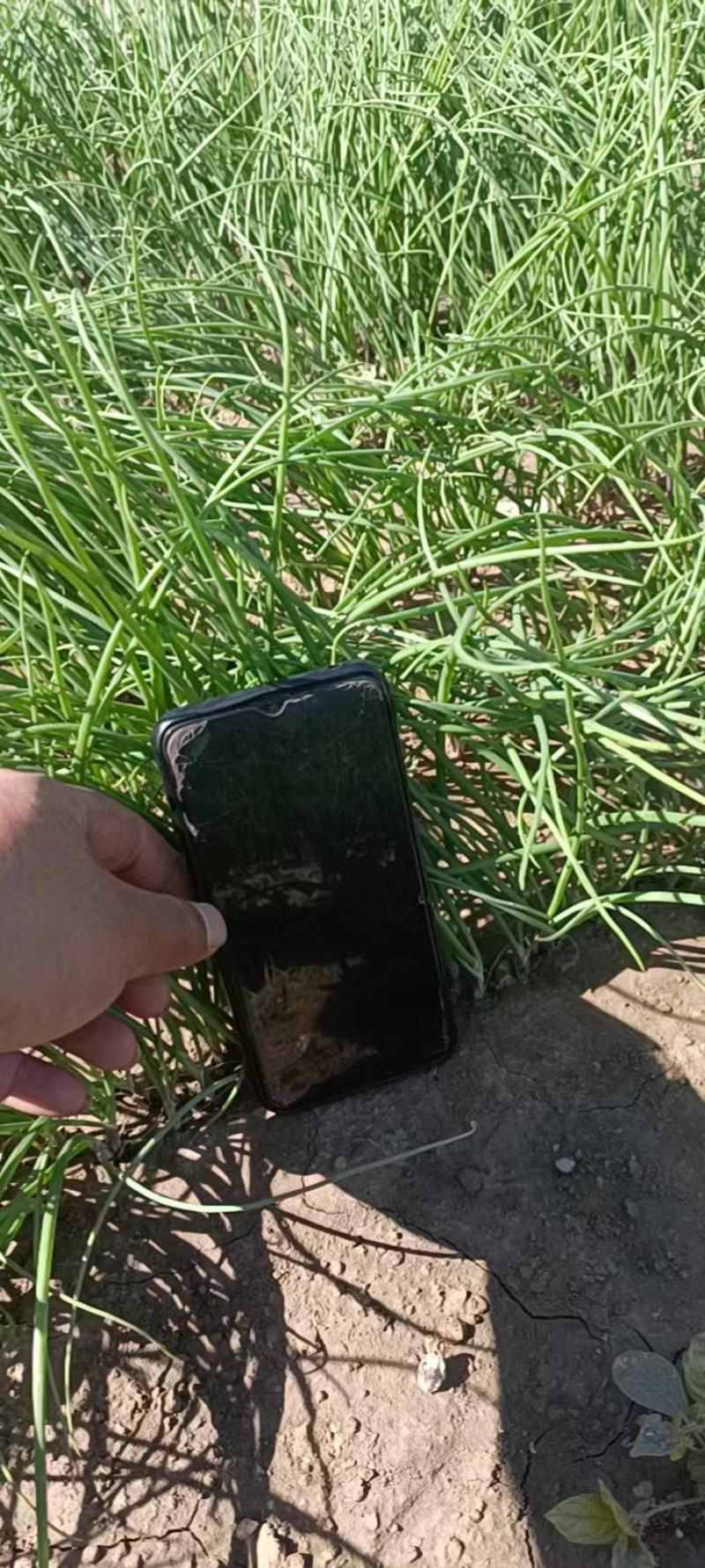 丰县基地洋葱苗大量上市，进口种子质量保证，果型好包成活率