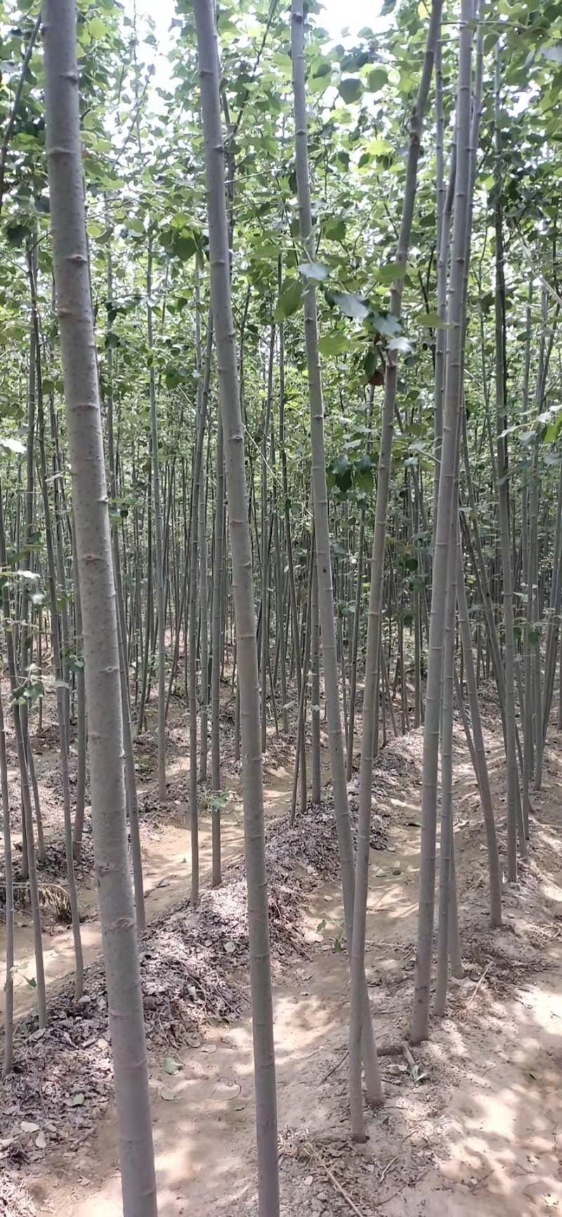 毛白杨五六公分的