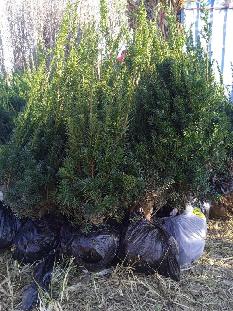 曼地亚红豆杉红豆杉苗盆景植物东北耐寒公母带果发货退林还耕